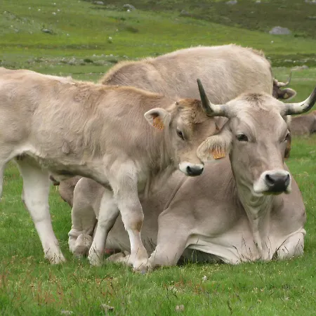 La De Cucayo Gasthof