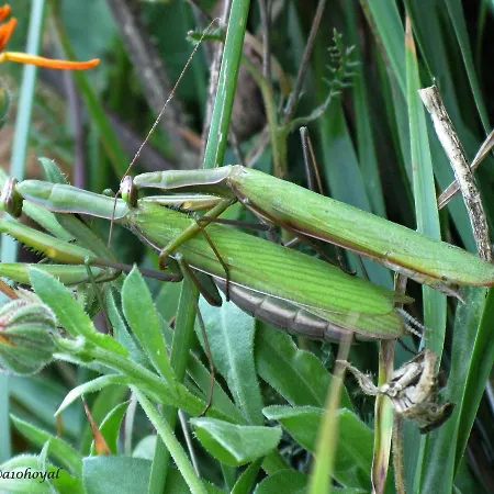 La De Cucayo 3* Dobres