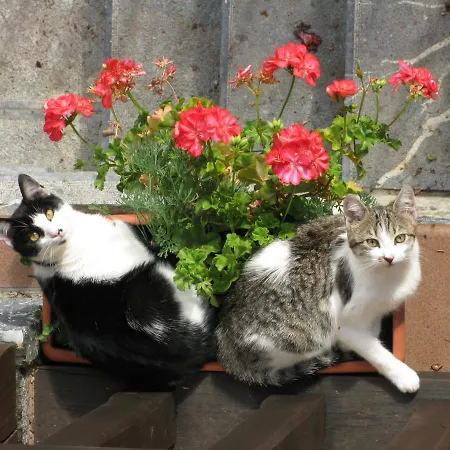 Gasthof La De Cucayo 3*