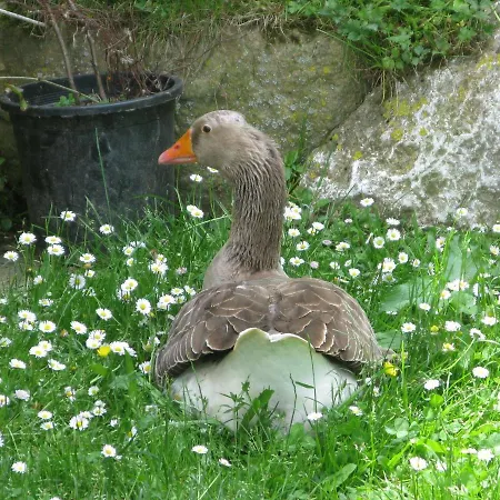 Gasthof La De Cucayo 3*