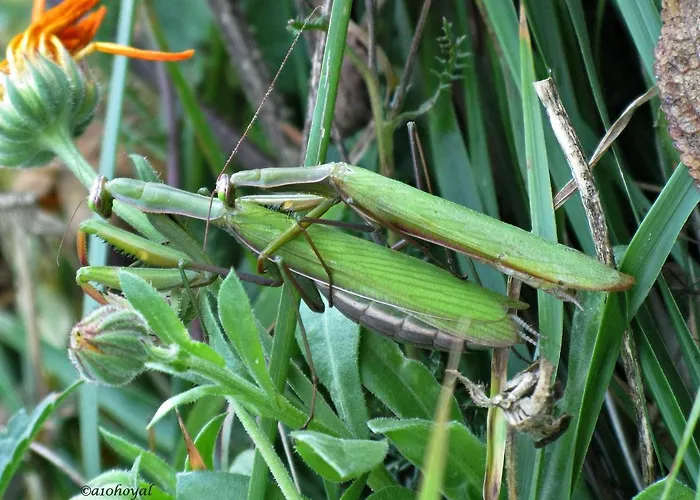 La De Cucayo 3* Dobres